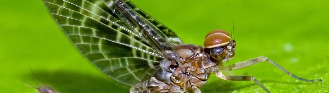 У посівах озимого ріпаку України розвиваються шкідники і хвороби