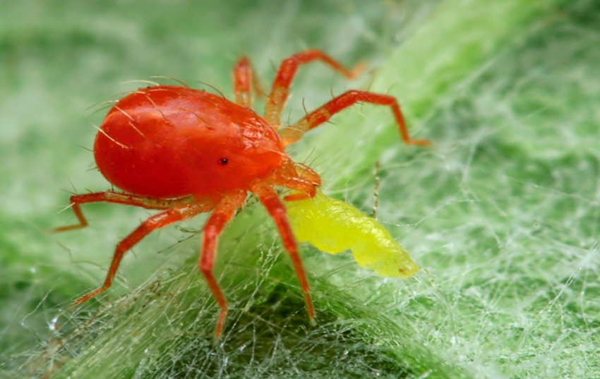 В посівах озимого ріпаку України розвиваються шкідники і хвороби В посівах озимого ріпаку України розвиваються шкідники і хвороби