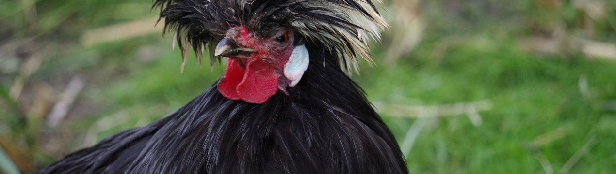 150 тисяч курей згоріли при пожежі на птахофабриці в Київській області