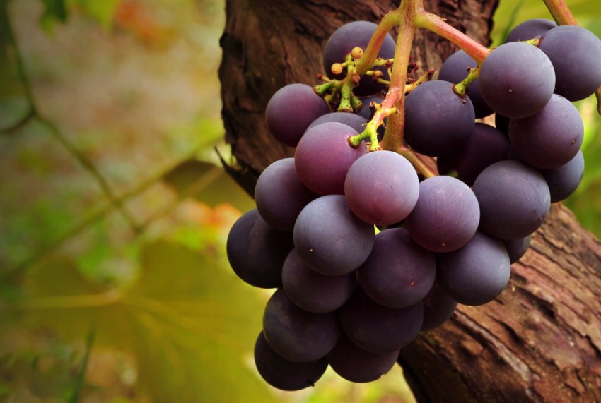 Українські виробники винограду побоюються осипання зав'язі