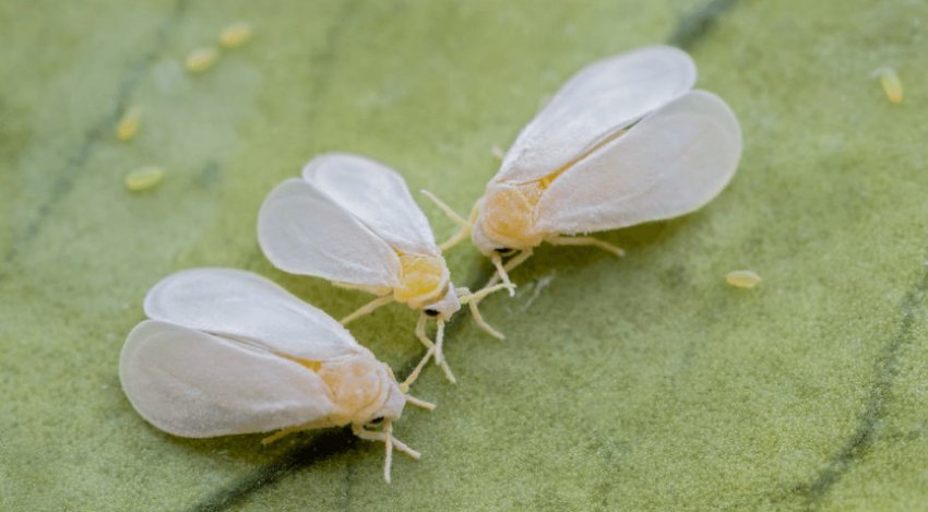 Білокрилка