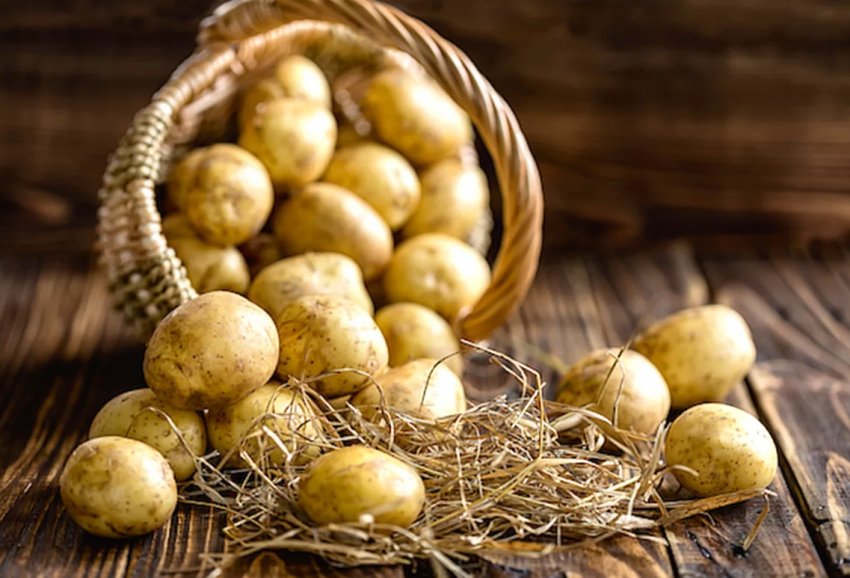 В південних регіонах України відбувся обвал цін на молоду картоплю В південних регіонах України відбувся обвал цін на молоду картоплю