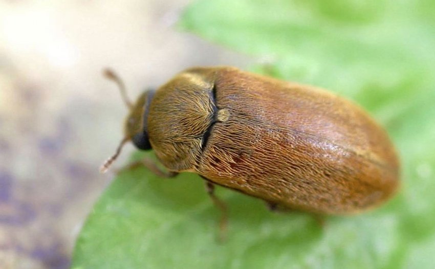 Малиновий жук Малиновий жук