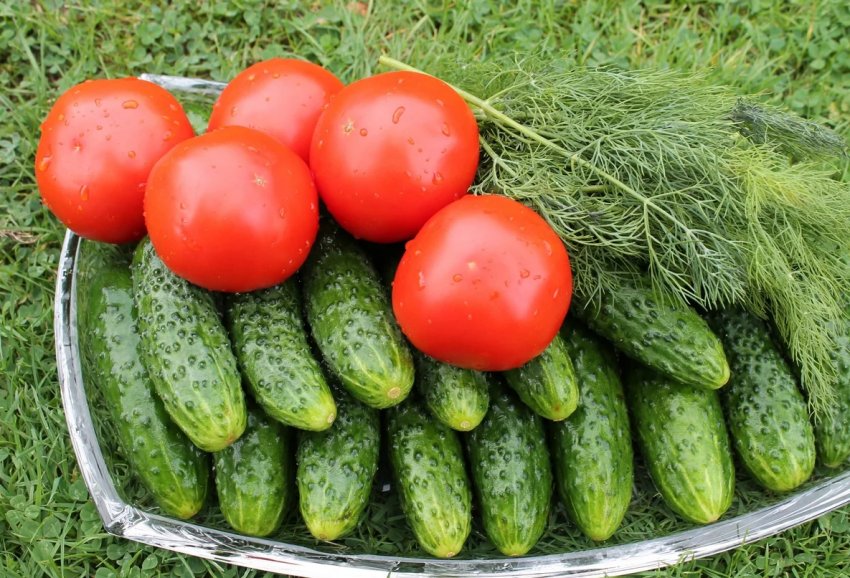 Тепличні томати в Україні дешевшають чотири тижні поспіль Тепличні томати в Україні дешевшають чотири тижні поспіль