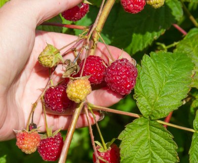 Малина сорту Бальзам: характеристика, особливості вирощування