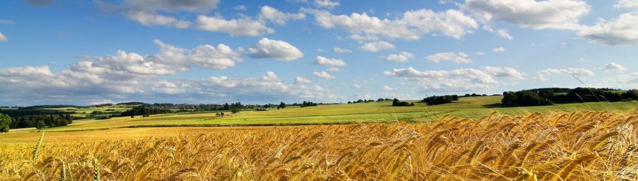 В Тернопільській області підтоплено ще 22 гектари сільгоспугідь