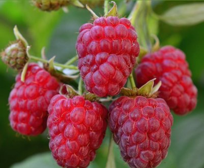 Столешник: плюси і мінуси сорти малини, смакові властивості, правила догляду