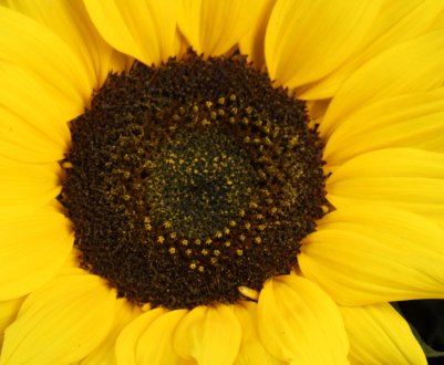 Оренбурзькі землероби досягли ярого фінішу