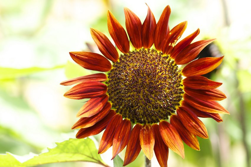 Оренбурзькі землероби досягли ярого фінішу Оренбурзькі землероби досягли ярого фінішу