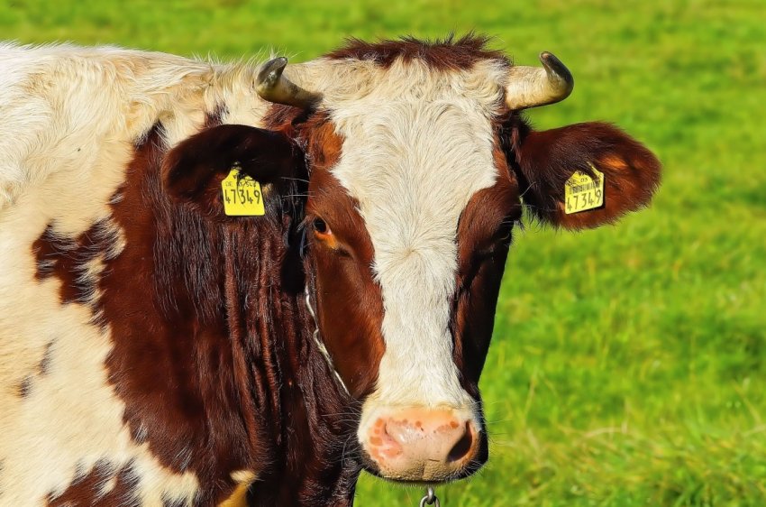 Ціни на корми знижуються, а на фідерний худобу відновлюються
