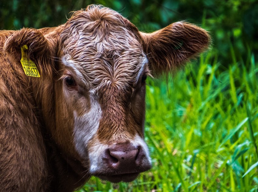 Ціни на корми знижуються, а на фідерний худобу відновлюються