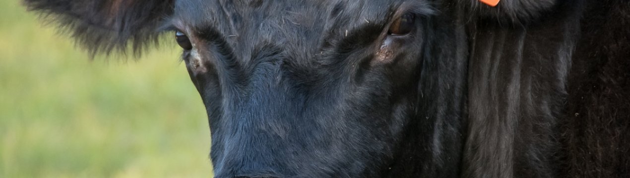 Ціни на корми знижуються, а на фідерний худобу відновлюються