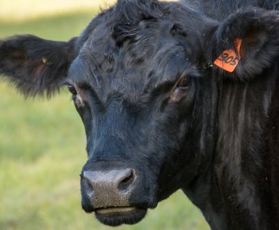 Ціни на корми знижуються, а на фідерний худобу відновлюються