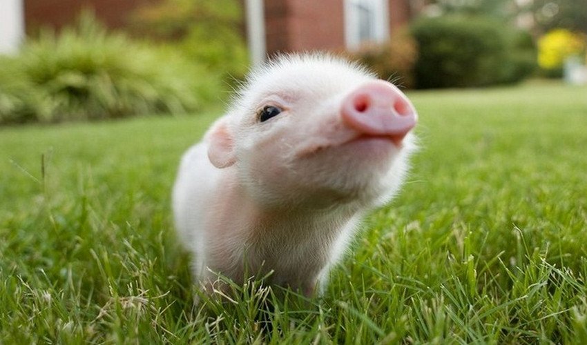 Карликова домашня свиня