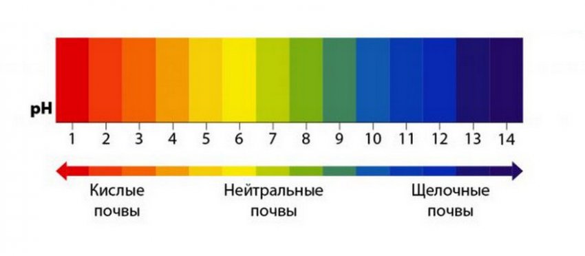 Что такое канадская малина. 85981.psmi3o.850. Что такое канадская малина фото. Что такое канадская малина-85981.psmi3o.850. картинка Что такое канадская малина. картинка 85981.psmi3o.850. Штамбовая малина набирает всё большую популярность среди садоводов России. И причина даже не в каких-то особенных преимуществах этой группы сортов. Просто штамбовые разновидности, в основе своей, появились недавно, поэтому, как и все современные сорта, отличаются устойчивостью к вредителям и болезням, крупноплодностью, высокими показателями урожайности. Наиболее известные представители малиновых деревьев (еще одно название штамбового сортимента): сорта Таруса и Сказка. Про данные сорта мы уже публиковали отдельные материалы, с которыми Вы можете ознакомиться перейдя по ссылкам. Сегодня же речь пойдет о малоизученной разновидности штамбовой малины – малине «Канадская». Данный сорт реализуется в питомниках нашей страны, но практически не имеет отзывов от реальных садоводов.