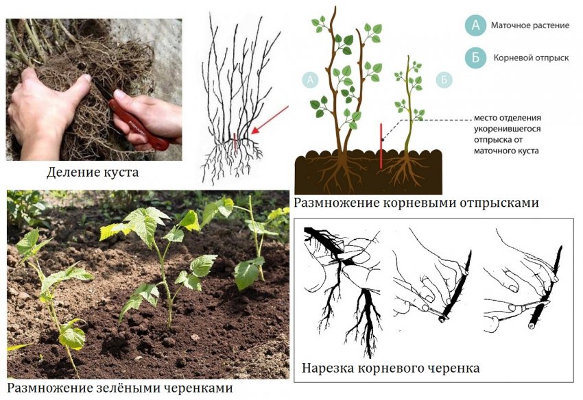 Малина сорт бальзам отзыв. 85995.psmifc.850. Малина сорт бальзам отзыв фото. Малина сорт бальзам отзыв-85995.psmifc.850. картинка Малина сорт бальзам отзыв. картинка 85995.psmifc.850. Малина Бальзам среднего срока созревания была получена в результате скрещивания разновидностей Ньюбург и Рубин болгарский. Описание сорта представлено оригинатором — Кокинским опорным пунктом ГНУ ВСТИСП.