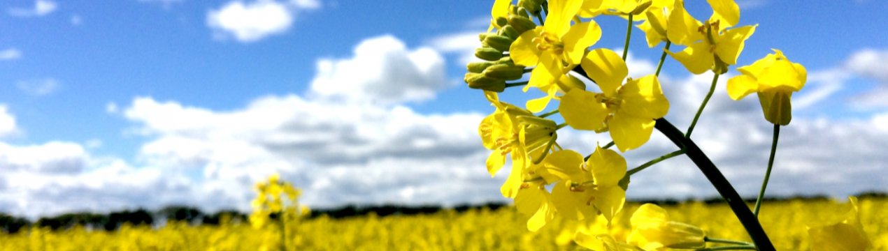 Поки на Середньому Заході США йдуть дощі, засохлі грунту перешкоджають вирощування культур в Канаді