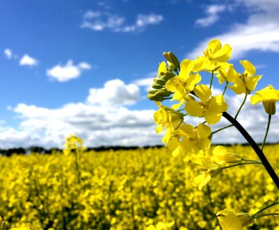 Поки на Середньому Заході США йдуть дощі, засохлі грунту перешкоджають вирощування культур в Канаді