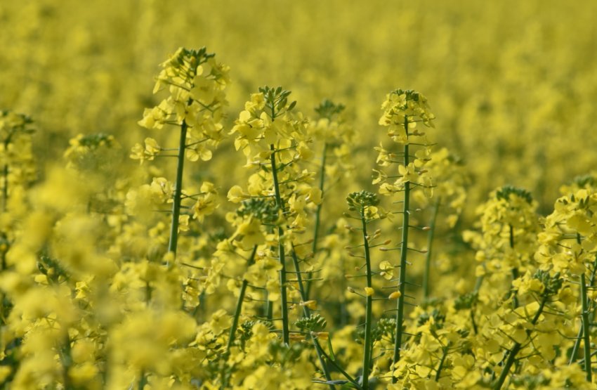 Поки на Середньому Заході США йдуть дощі, засохлі грунту перешкоджають вирощування культур в Канаді Поки на Середньому Заході США йдуть дощі, засохлі грунту перешкоджають вирощування культур в Канаді