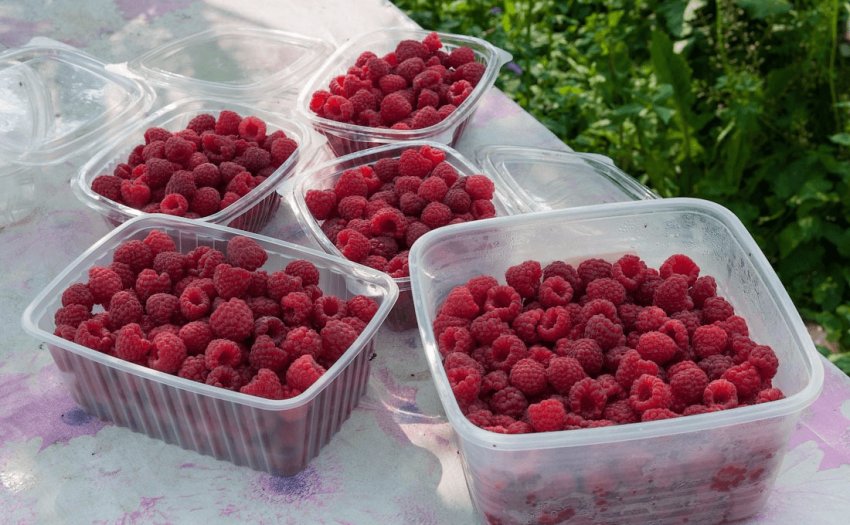 Свіжа малина для заготівлі з цукром Свіжа малина для заготівлі з цукром