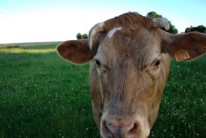 Ленінградські і липецькі молочники обігнали всю Росію Ленінградські і липецькі молочники обігнали всю Росію