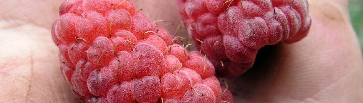 Малина крепыш описание сорта видео. . Малина крепыш описание сорта видео фото. Малина крепыш описание сорта видео-. картинка Малина крепыш описание сорта видео. картинка . Добавить в избранное