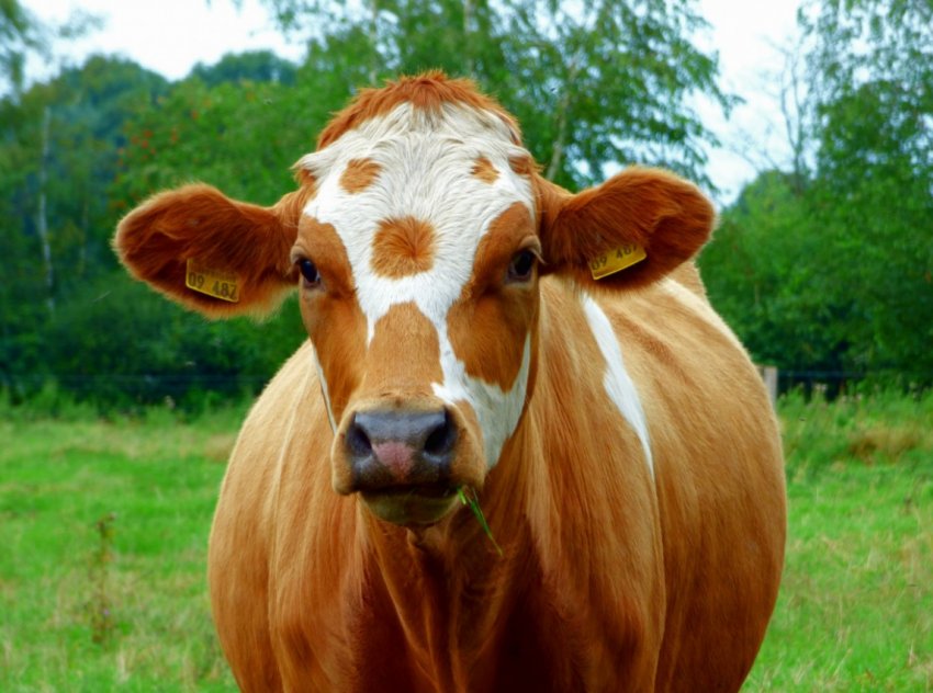 Забій худоби в Татарстані обійдеться в сто мільйонів рублів Забій худоби в Татарстані обійдеться в сто мільйонів рублів