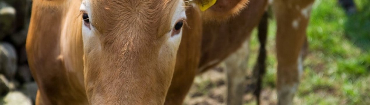 Забій худоби в Татарстані обійдеться в сто мільйонів рублів