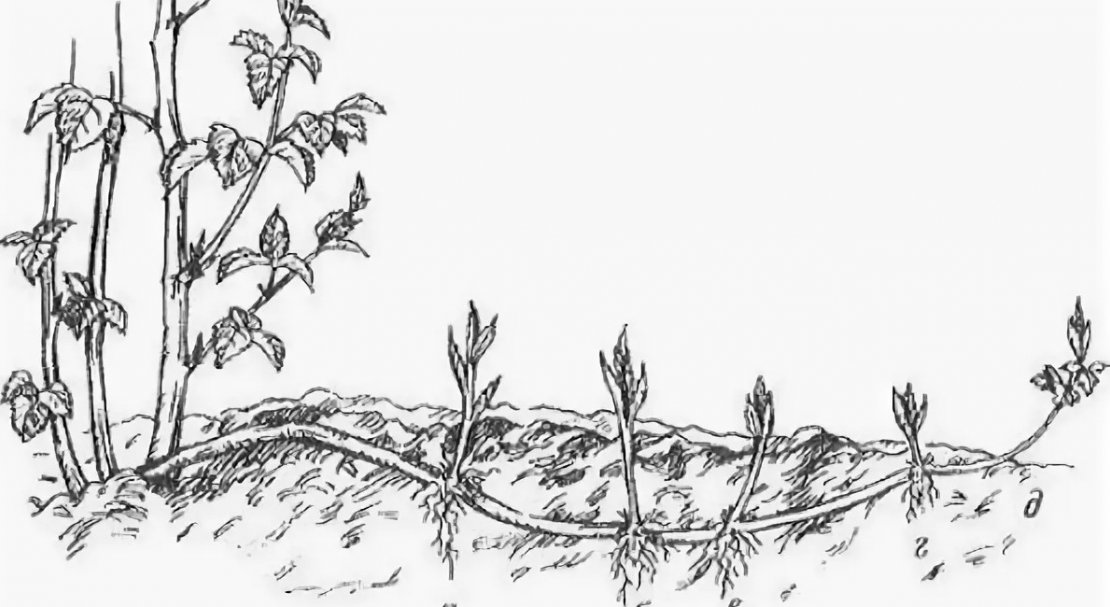 Как размножить ежевику без шипов. Размножение малины отводками. Размножение малины Кумберленд отводками. Ежемалина размножение отводками. Размножение ежевики отводками осенью.