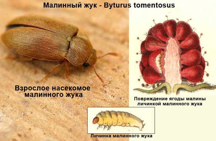 Малина форум сорт галактика. 86121.psmmd0.850. Малина форум сорт галактика фото. Малина форум сорт галактика-86121.psmmd0.850. картинка Малина форум сорт галактика. картинка 86121.psmmd0.850. Дачный форум: о даче, о цветах, о вашем приусадебном участке