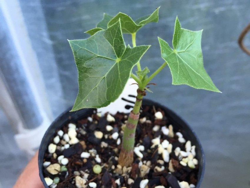 Спосіб розмноження брахіхітона Спосіб розмноження брахіхітона