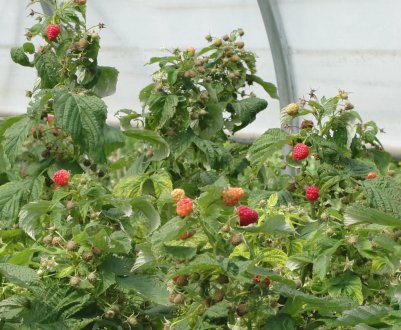 Як вирощувати малину в теплиці: вибір сорту, особливості посадки і догляду