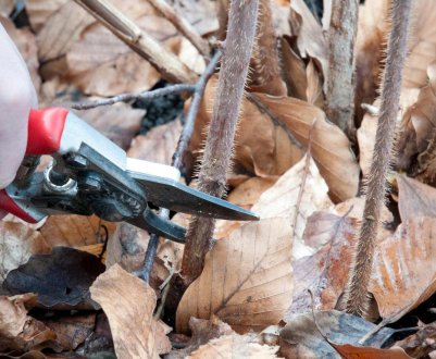 Осіння обрізка малини