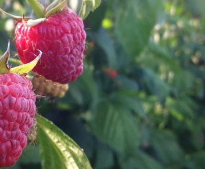 Малина К — ремонтантний сорт, його плюси і мінуси