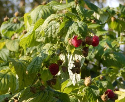 Великі масштаби вирощування малини у відкритому грунті: технологія