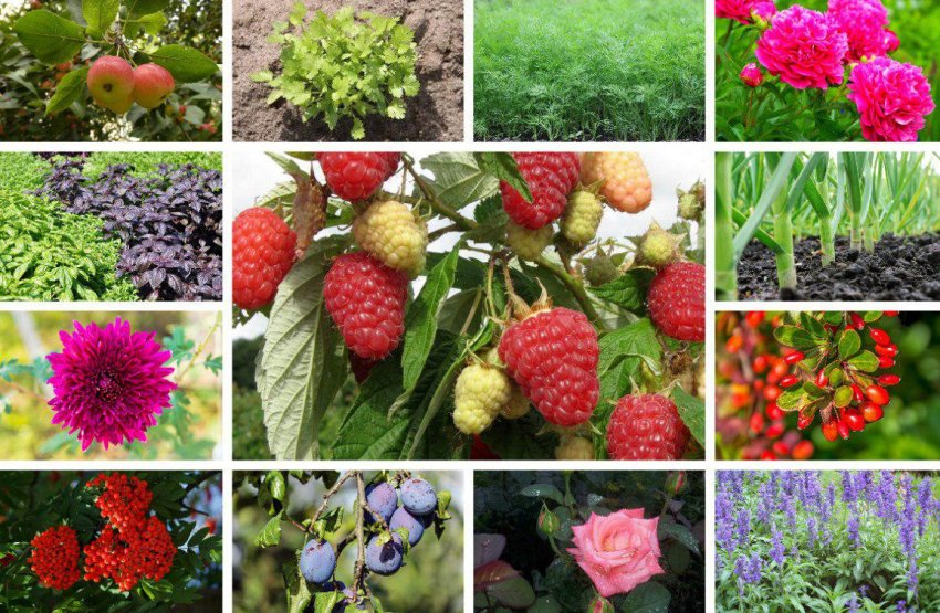 Хороші сусіди малини Хороші сусіди малини