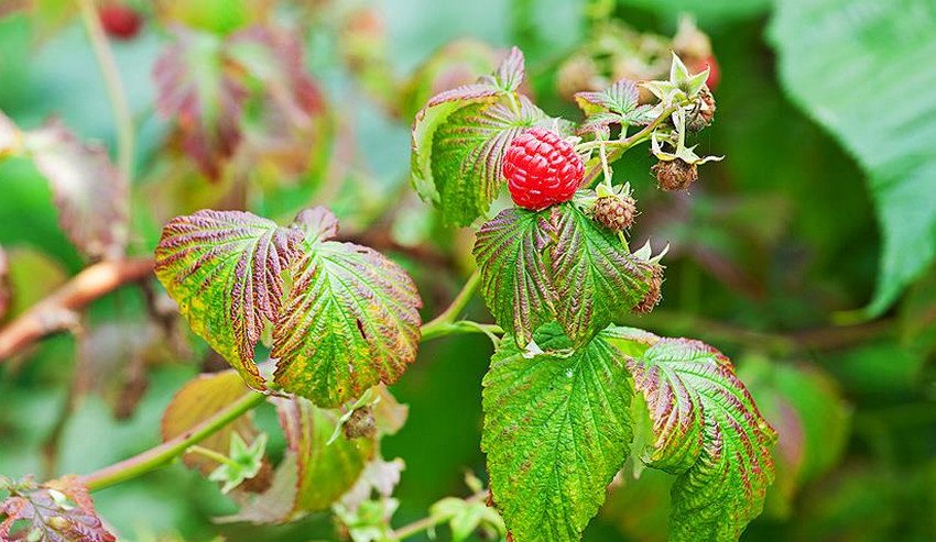 Пурпурова плямистість малини Пурпурова плямистість малини