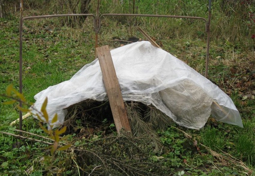 Укриття малини на зиму Укриття малини на зиму