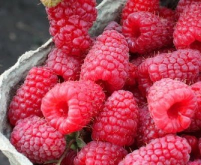 Малинова гряда — новий ремонтантний сорт малини: терміни дозрівання, врожайність