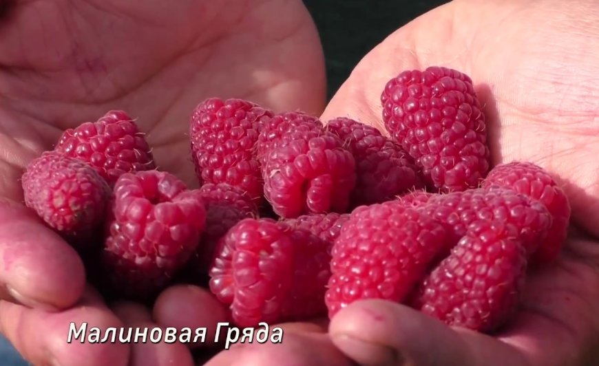 Ягода малиновая лада