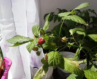 Як вирощувати малину в горщику будинку: посадка, догляд, збирання врожаю