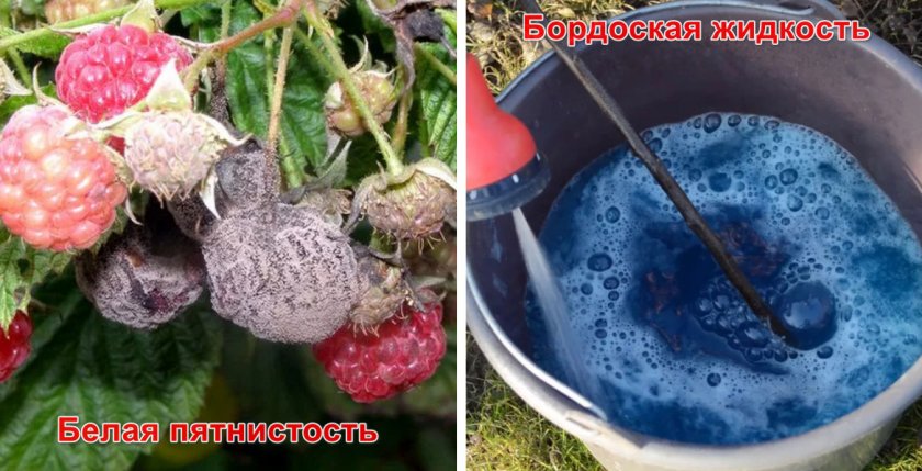 Малина которую можно вырастить в горшке. 86312.psn07c.840. Малина которую можно вырастить в горшке фото. Малина которую можно вырастить в горшке-86312.psn07c.840. картинка Малина которую можно вырастить в горшке. картинка 86312.psn07c.840. Раньше малину на ягоду для промышленной переработки в ыращивали из корней с коротким стеблем до 40см, полученых из питомников, или в большенстве своем с уже плодоносящих плантаций. Действительность очевидна и последствия становятся все более трагичными, особенно в районе Люблина, где малиновые плантации уничтожаются вирусными заболеваниями, которые передаются с зараженных плантаций на саженцы приобретенные в питомниках.