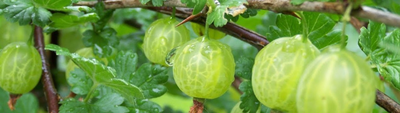 Агрус Берил: характеристика, особливості вирощування і розмноження