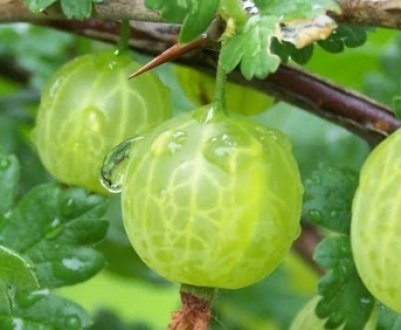 Агрус Берил: характеристика, особливості вирощування і розмноження