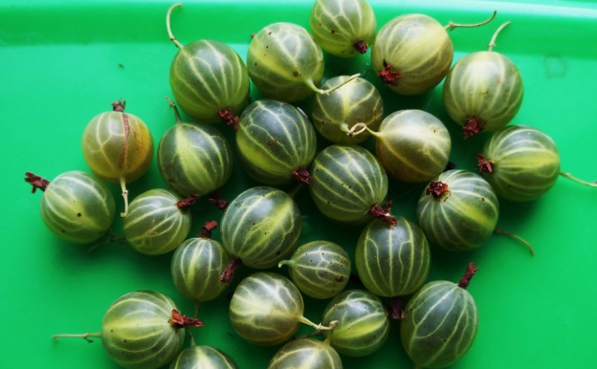 Агрус Берил