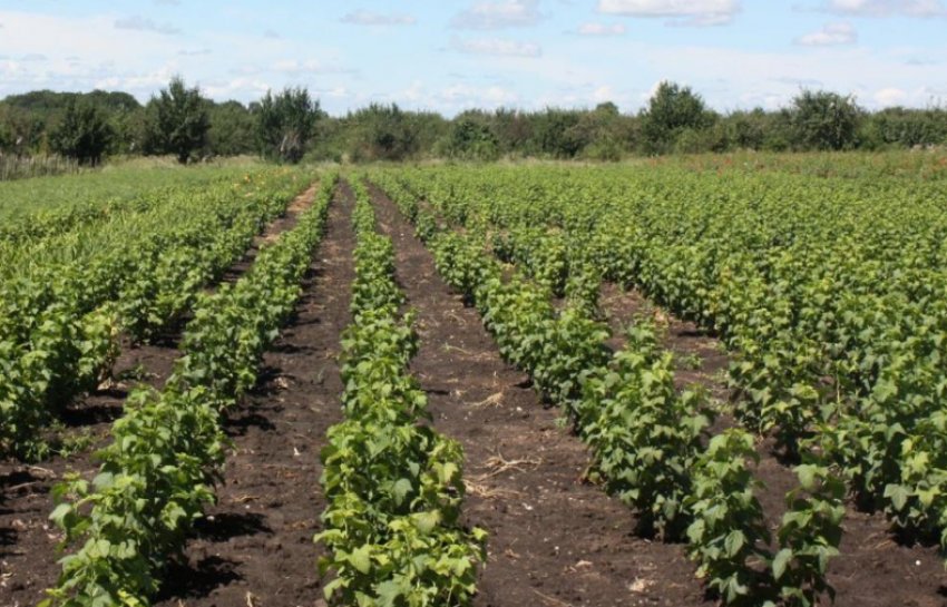 Саджанці агрусу