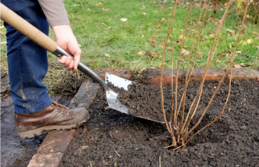 Розпушування грунту агрусу