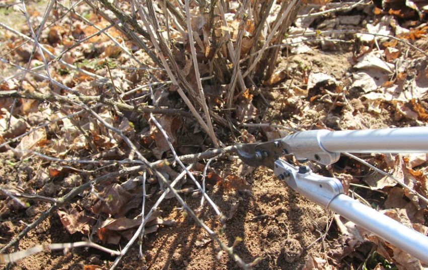 Обрізка агрусу