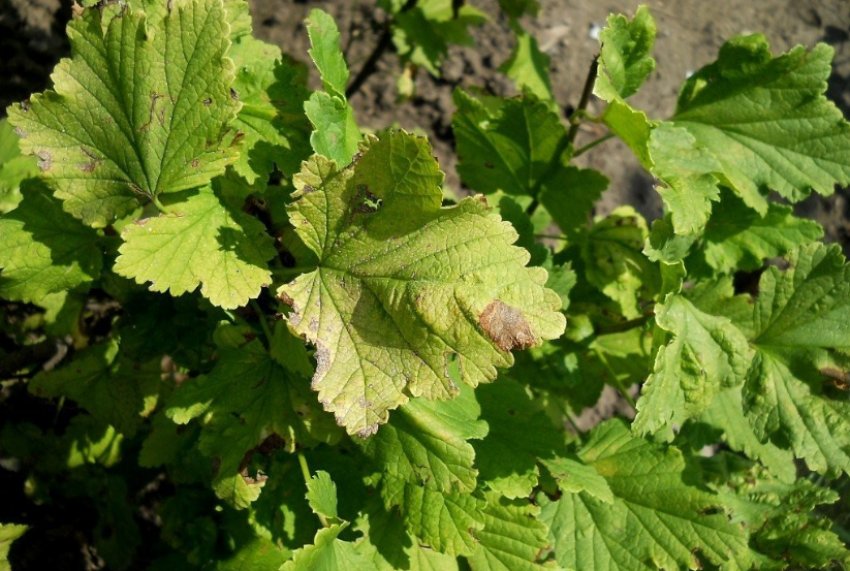 Септоріоз агрусу