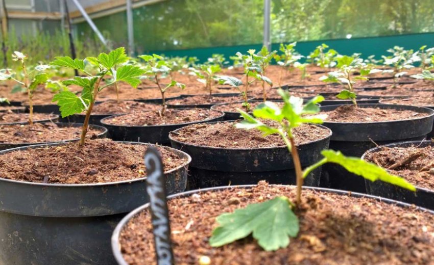 Живцювання агрусу